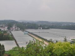 农村养殖孵化鹌鹑人工孵化场所SN16B智能温度控制器案例 农村养殖孵化鹌鹑人工孵化场所SN16B智能温度控制器案例